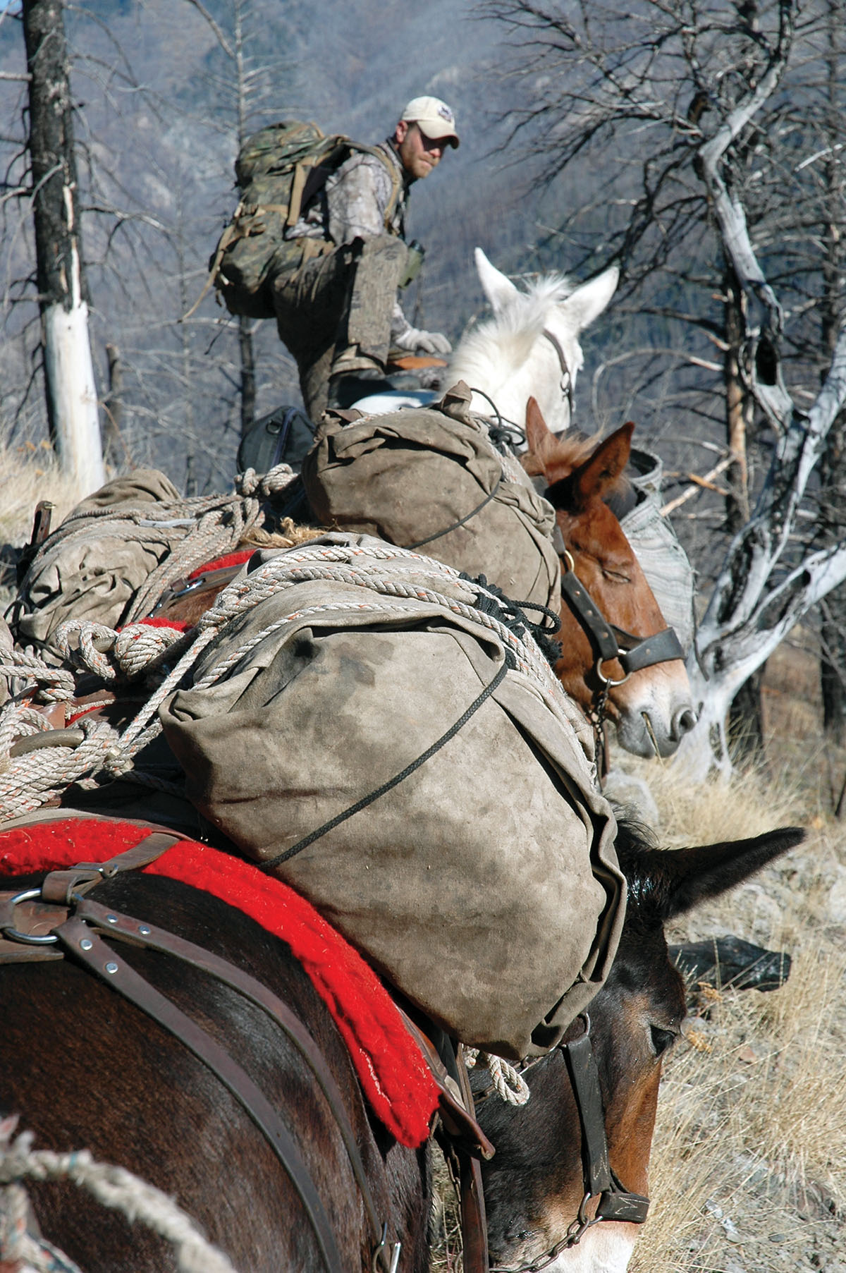 A broken ankle kept Wayne and his Gibbs out of elk country during a banner year. But next season….